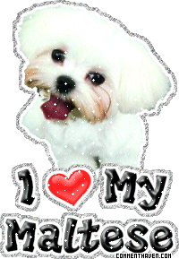 I Love My Maltese picture