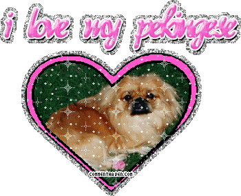 I Love My Pekingese picture