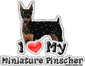 I Love My Pinscher picture