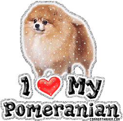 I Love My Pomeranian picture
