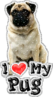 I Love My Pug picture