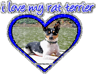 I Love My Rat Terrier picture