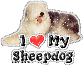 I Love My Sheep Dog picture