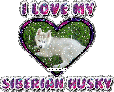 I Love My Siberian Husky picture