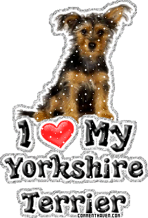 I Love My Yorkie picture