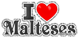Y I Love Malteses picture