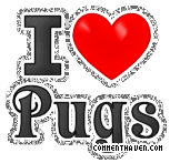 Y I Love Pugs picture