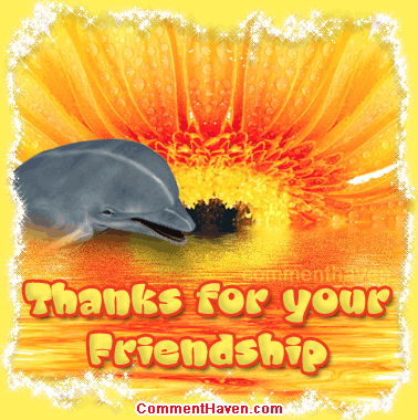 Dolphin Friendship comment