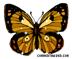 Butterfly picture