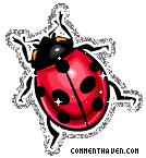 Ladybug picture for facebook