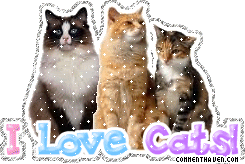 I Love Cats picture for facebook