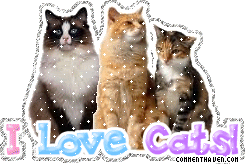 I Love Cats picture