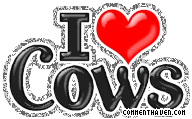 I Love Cows picture
