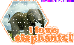 I Love Elephants picture for facebook