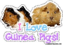 I Love Guinea Pigs picture for facebook