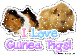 I Love Guinea Pigs picture