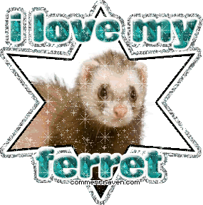 I Love My Ferret picture
