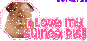 I Love My Guinea Pig picture for facebook