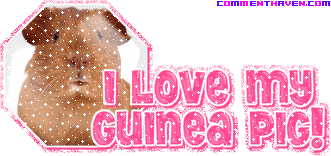 I Love My Guinea Pig picture