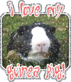 I Love My Guineapig picture for facebook