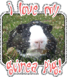 I Love My Guineapig picture