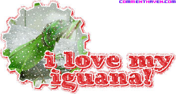 I Love My Iguana picture