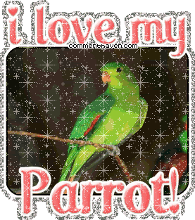 I Love My Parrot picture for facebook