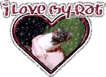 I Love My Rat picture