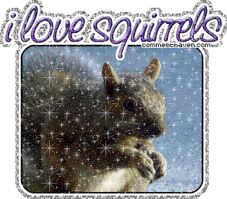 I Love Squirrels picture for facebook
