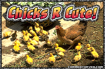 Luv Chicks picture for facebook