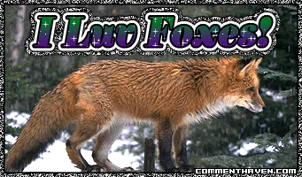 Luv Foxes picture for facebook