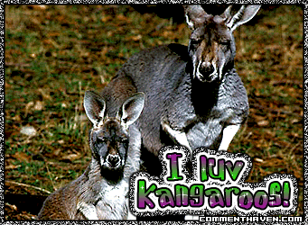 Luv Kangaroo picture for facebook