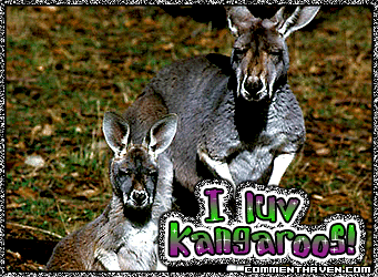 Luv Kangaroo picture