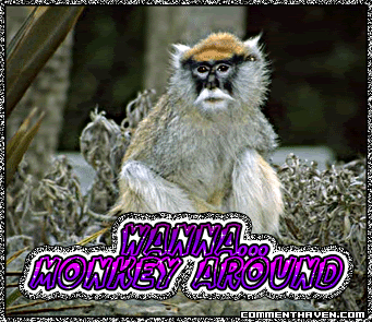 Luv Monkey picture