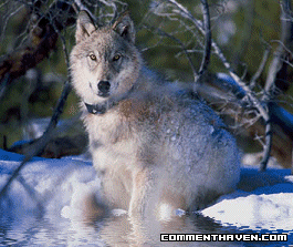 Wolf P picture