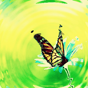 Butterfly picture for facebook
