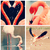 Flamingo Background