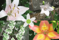 Flower Icon Background